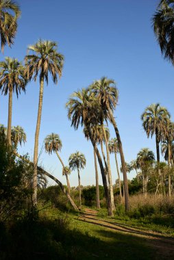 Arjantin 'in Entre Rios kentindeki El Palmar Ulusal Parkı' nda tropikal günbatımı manzarası. Bölgeye özgü butia yatay palmiyeleriyle dolu bir patika..