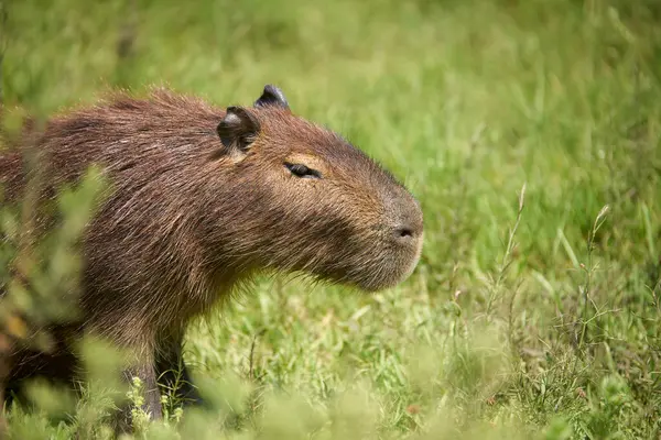 Capybara, hidrokorerus hydrochaeris, yaşayan en büyük kemirgen, Güney Amerika 'ya özgü, El Palmar Ulusal Parkı, Entre Rios, Arjantin.