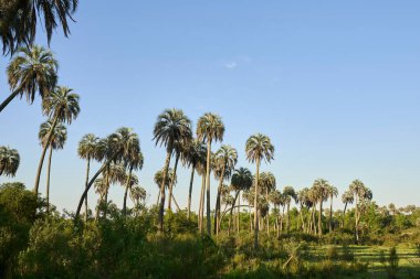 El Palmar Ulusal Parkı, Entre Rios, Arjantin 'deki tropik günbatımı manzarası, butia yatay palmiye ağaçları, bölgeye özgü bitki türleri.