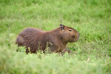 Capybara, hidrokorerus hydrochaeris, yaşayan en büyük kemirgen, Güney Amerika 'ya özgü, El Palmar Ulusal Parkı, Entre Rios, Arjantin.