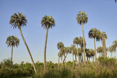 El Palmar Ulusal Parkı, Entre Rios, Arjantin 'deki tropik günbatımı manzarası, akşam güneşinin altında Butia yatay palmiyeleri, bölgeye özgü korunan bitki türleri.