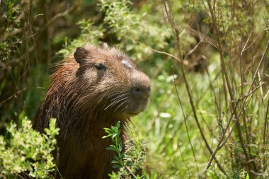 Erkek capybara, hidrokorerus hydrochaeris, yaşayan en büyük kemirgen, Güney Amerika 'da El Palmar Ulusal Parkı, Entre Rios, Arjantin.