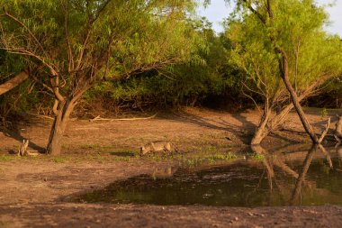 Yengeç yiyen tilki Cerdocyon thous, şafak vakti su içmek için bir dereye yaklaşıyor. Entre Rios, Arjantin 'deki El Palmar Ulusal Parkı' nın vahşi doğasında sakin bir hayvan sahnesi..