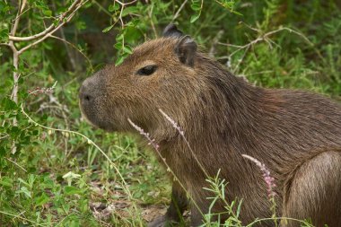 Genç Capybara, Hydrochoerus hydrochaeris, doğal ortamında bitki örtüsüyle çevrili. Güney Amerika 'ya özgü yaşayan en büyük kemirgendir. El Palmar Ulusal Parkı, Entre Rios, Arjantin.