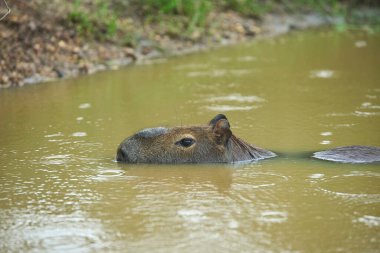 Erkek kapibaralar, Hydrochoerus hidrochaeris, suda, yağmur yağmaya başladığında kıyıya doğru yüzerler. Yaşayan en büyük kemirgen. El Palmar Ulusal Parkı, Entre Rios, Arjantin.