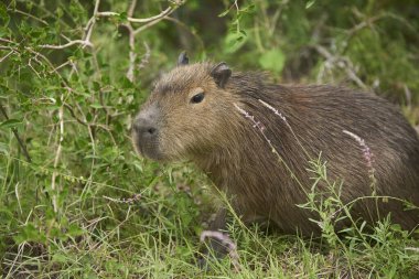 Genç Capybara, Hydrochoerus hydrochaeris, doğal ortamında bitki örtüsüyle çevrili. Güney Amerika 'ya özgü yaşayan en büyük kemirgendir. El Palmar Ulusal Parkı, Entre Rios, Arjantin.