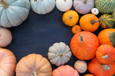 Pumpkins and squashes colorful varieties border background.