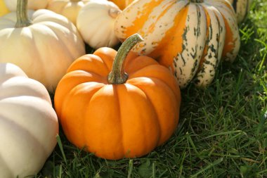 Autumn pumpkins background. Colorful pumpkins in sunny garden.
