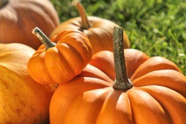 Orange pumpkins background. Autumn sunny pumpkins in the garden.