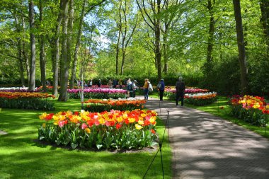 Lisse, Netherlands - May 02, 2022: People walk in Keukenhof tulips garden at spring time in Netherlands.