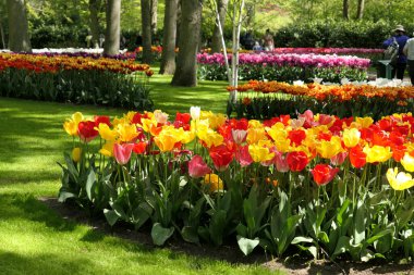 Keukenhof bahçelerinde yetişen renkli lale çiçekleri, Hollanda.