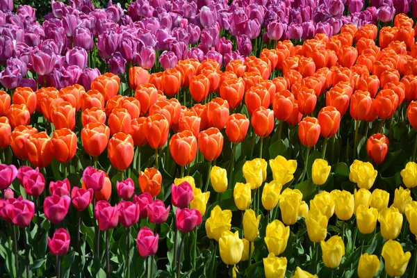 Tulipas Coloridas Flores Fundo Keukenhof Garden Países Baixos — Fotografia de Stock