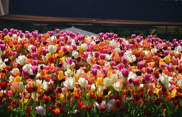 Kolorowe Tulipany Ogrodzie Keukenhof Lisse Holandia — Zdjęcie stockowe