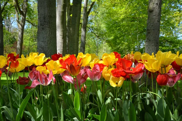 Żółte Czerwone Kwiaty Tulipanów Rosnące Ogrodach Keukenhof Holandia — Zdjęcie stockowe