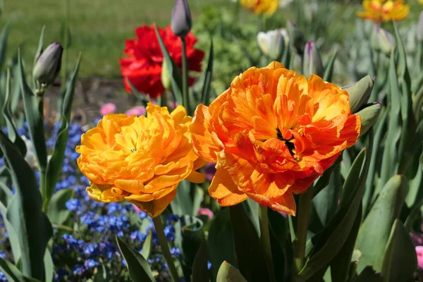 Pomarańczowe Pełne Podwójne Tulipany Rosnące Ogrodzie Kwiaty Wiosenne — Zdjęcie stockowe