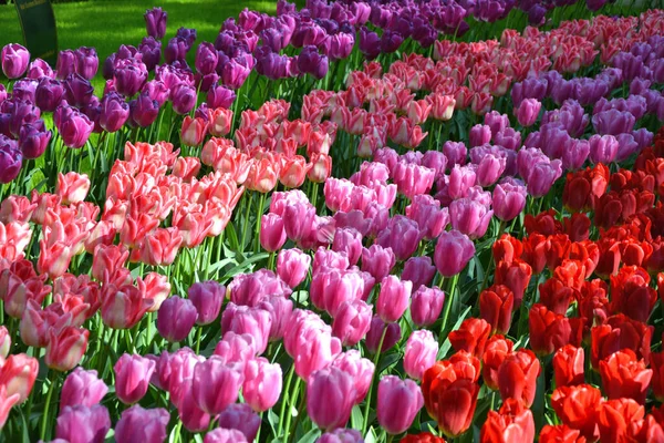Piękne Kolorowe Kwiaty Tulipanów Rosnące Ogrodach Keukenhof Holandia Tulipan Tle — Zdjęcie stockowe