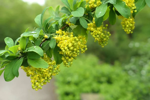 Barberry Yellow Flowers Branch Water Drops Spring Garden — Stock Photo, Image