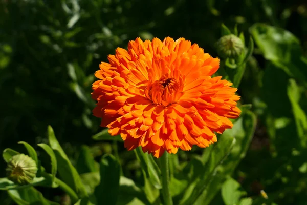 Kwiat Calendula Klejnot Pomarańczowy Kwitnący Ogrodzie Calendula Odmiana Ozdobna — Zdjęcie stockowe