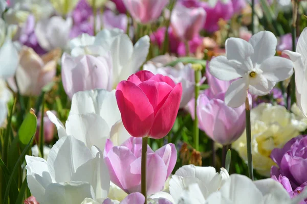 Spring Flowers Pastel Tulips Daffodils Pink White Colors Close Pink — Stock Photo, Image