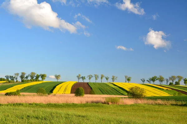 Весной Сельский Пейзаж Рапсовых Полей Польше Синее Небо Облаками — стоковое фото
