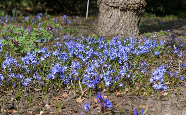 Azul Primavera Scilla Squill Flores Luz Del Sol — Foto de Stock