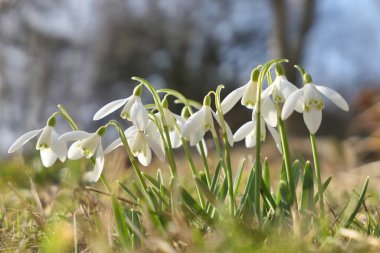 Bahçede büyüyen beyaz kar damlaları. Baharın ilk çiçek işaretleri. Galanthus nivalis.