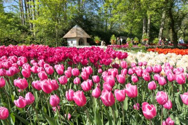 Hollanda 'daki Keukenhof bahçesinde bahar zamanı açan laleler. Güzel süs çiçeği bahçesi.