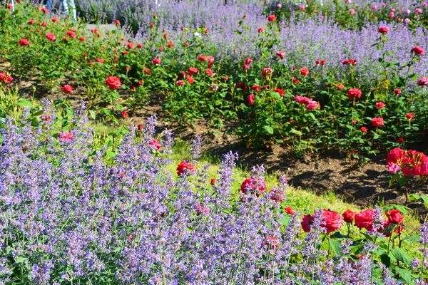 Чудовий Літній Сад Трояндами Празі — стокове фото