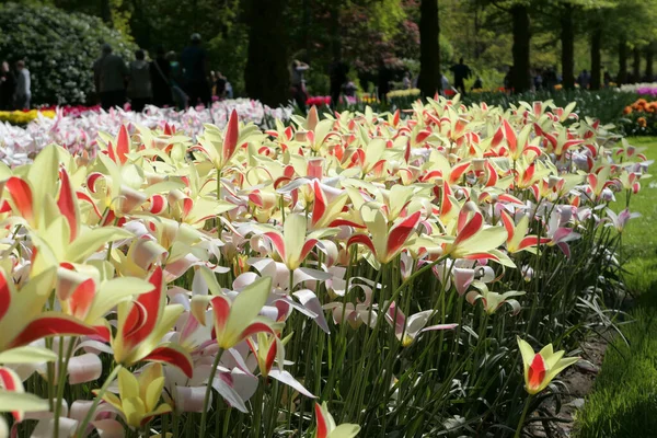 Flores Tulipas Florescendo Jardim Keukenhof Holanda Durante Primavera Maio Belo — Fotografia de Stock