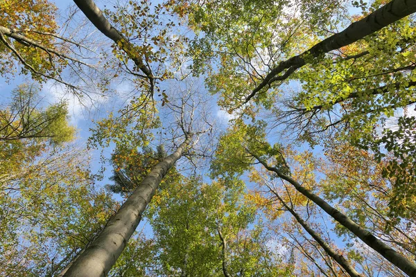 Leśne Korony Drzew Pnie Nad Błękitnym Niebem — Zdjęcie stockowe