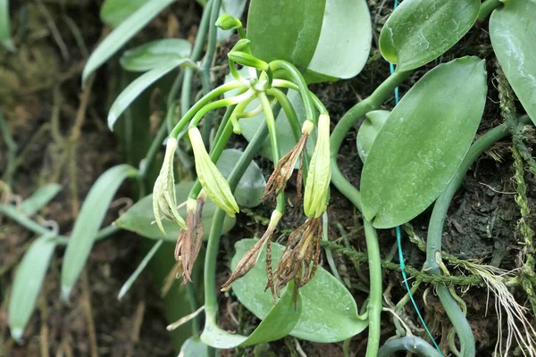 Vanillepflanze Mit Verblichenen Blüten Und Frisch Wachsenden Vanillebohnen Garten — Stockfoto