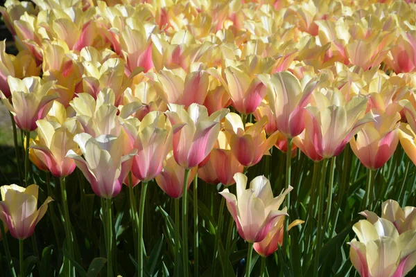 Bright Cream Tulips Growing Keukenhof Garden Netherlands — Stock Photo, Image