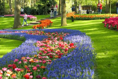 Lisse, Hollanda - 2 Mayıs 2022: Hollanda 'da baharda Keukenhof bahçesinde büyüyen laleler ve muscari çiçekleri. Keukenhof bahçesi ilkbaharda popüler bir turistik merkezdir..