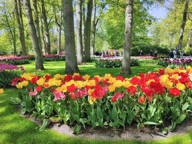 Hollanda 'daki Keukenhof bahçelerinde lale çiçekleri yetişiyor..