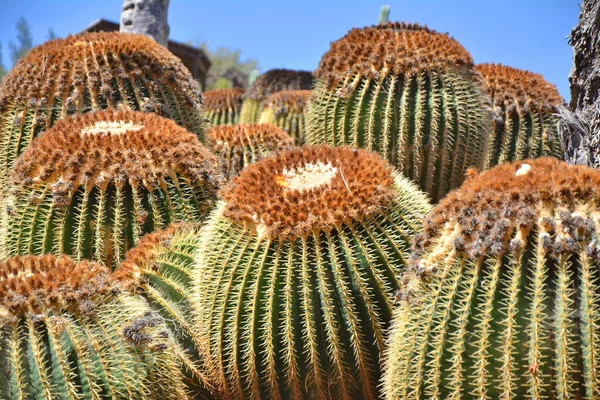Botanischen Garten Wächst Ein Großer Goldener Fasskaktus Echinocactus Grusonii Insel — Stockfoto