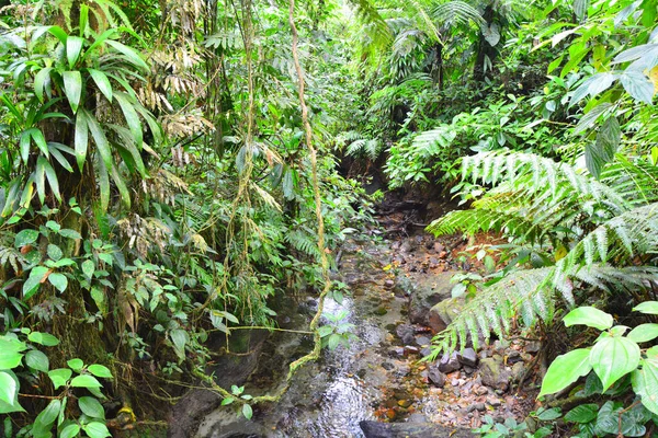 Floresta Tropical Verde Exuberante Ilha Dominica Caribe — Fotografia de Stock
