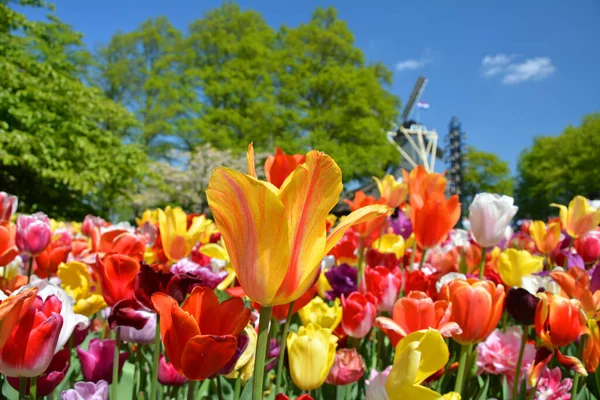 Kolorowe Tulipany Kwitnące Ogrodzie Keukenhof Holandii Wiosną Piękny Ogród Ozdobny — Zdjęcie stockowe