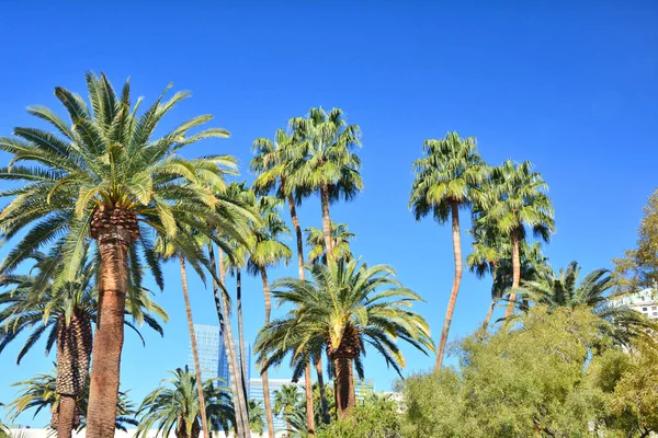 Palmy Nad Modrou Oblohou Las Vegas Resorty — Stock fotografie