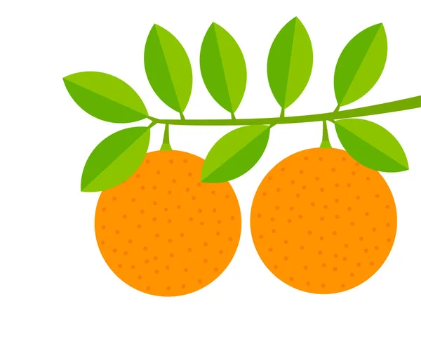 把水果放在树枝上 橘子树矢量说明 — 图库矢量图片