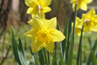 Bahçede yetişen sarı nergis Narcissus jonquilla çiçekleri. Bahar çiçekleri jonquil.