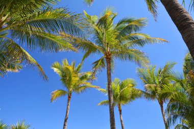 Miami Beach, Güney Sahili, Florida, ABD 'deki palmiye ağaçları. Mavi gökyüzünde palmiye ağaçları.