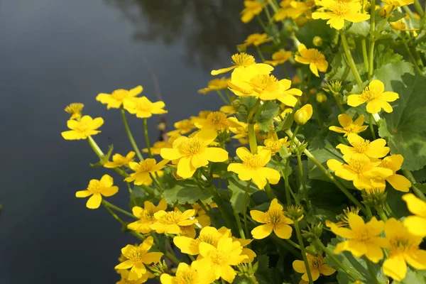 Yellow Spring Flowers Caltha Palustris Blooming Pond Vondelpark Netherlands — Stock Photo, Image