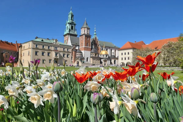 波兰克拉科夫的瓦维尔城堡 城堡花园里的郁金香和水仙花 — 图库照片