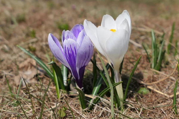 Beyaz Mor Kır Çiçekleri Bahçede Büyüyen Bahar Çiçekleri — Stok fotoğraf