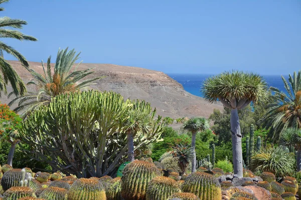 フエルテベントゥラ島 カナリア島のサボテンやヤシの木植物園 美しい風景と大西洋の海の景色 — ストック写真