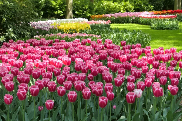 Keukenhof Jardim Tulipas Flores Bela Paisagem Flores Primavera Jardim — Fotografia de Stock