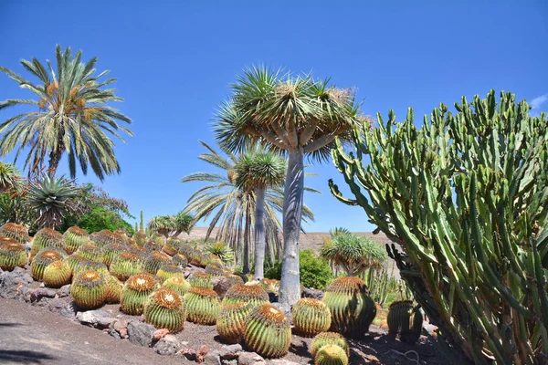 Botanischer Garten Für Kakteen Und Sukkulenten Auf Fuerteventura Kanaren — Stockfoto