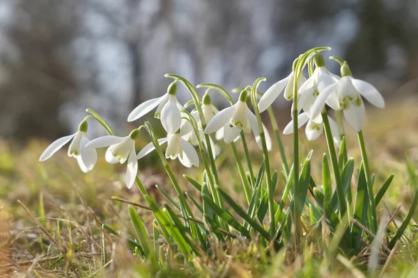 White Snowdrops Flowers Growing Garden First Flower Signs Spring Galanthus — Stock Photo, Image