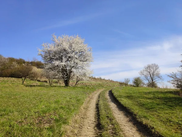 Våren Landsbygd Landskap Blommande Träd Och Grusväg Polen — Stockfoto