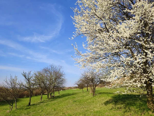 Blooming Tree Spring Rural Landscape Poland — Stock Photo, Image